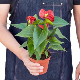 Red Anthurium Plant in 4 in. Grower Pot 4_ANTHURIUM_RED