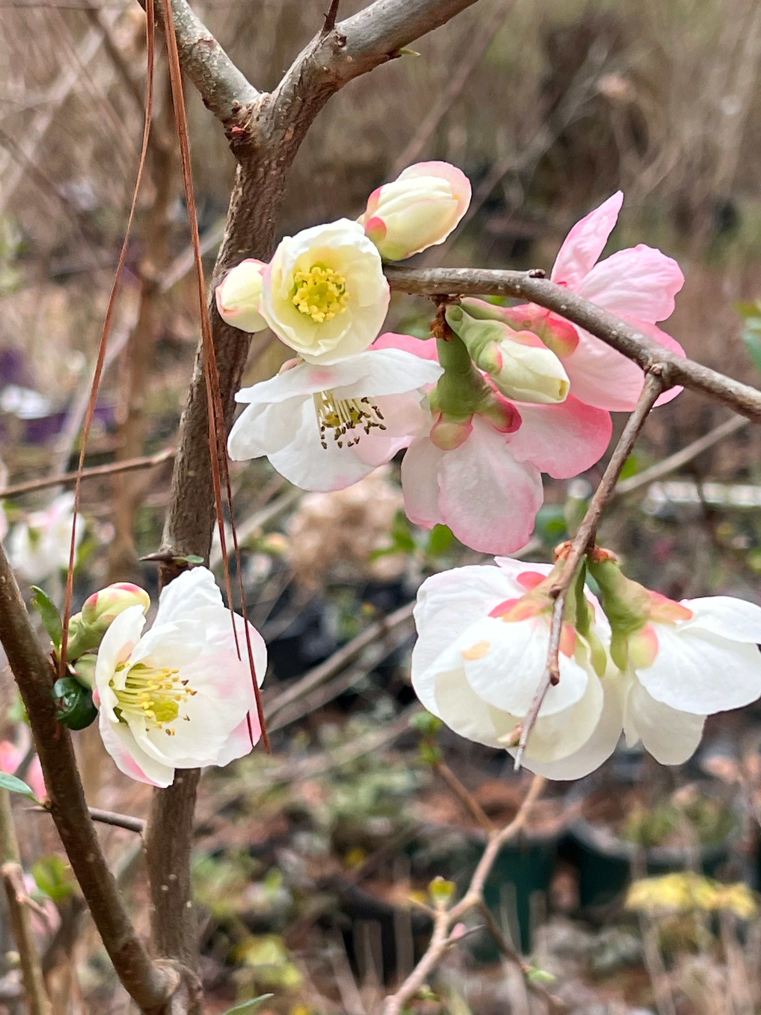 Toyo-Nishiki Flowering Quince