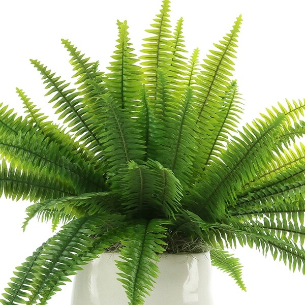 Boston Fern Arranged in Ceramic Pot