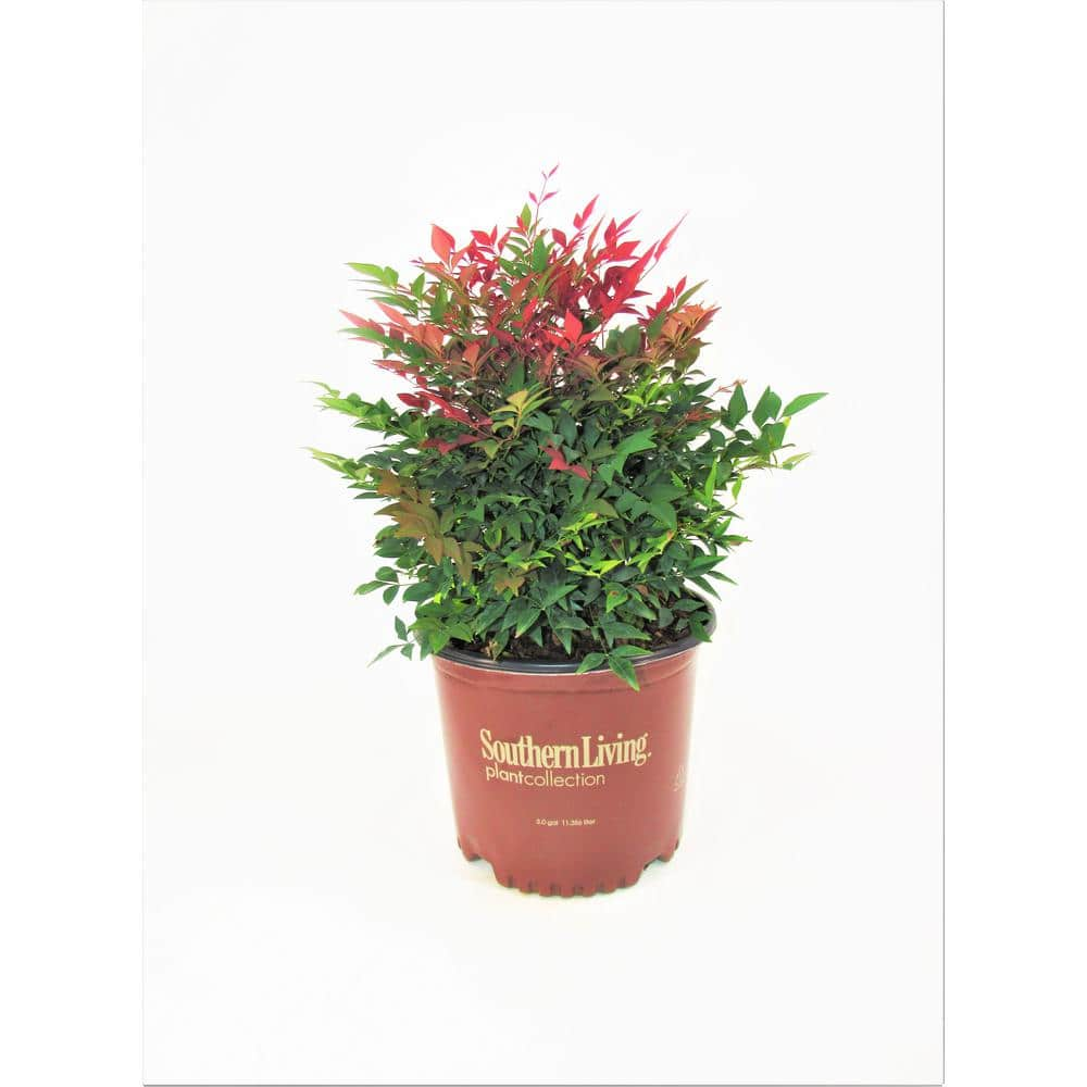 SOUTHERN LIVING 3 Gal. Obsession Nandina Multicolor Live Evergreen Shrub with Red-Green Foliage NANDI3DOB1PK