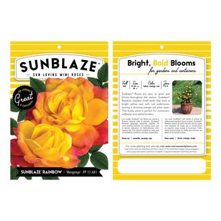 Sunblaze 0.5 Qt. Sunblaze Rainbow Mini Rose Bush with Yellow-Orange and Red Flowers (3-Pack) HD1001