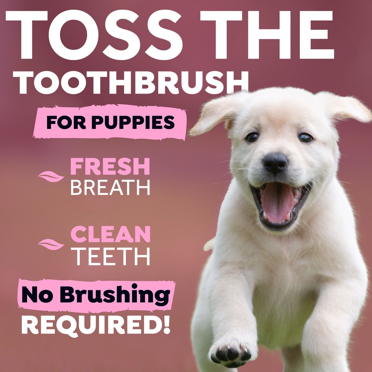 TropiClean Fresh Breath Dental Health Solution Puppy Dental Water Additive