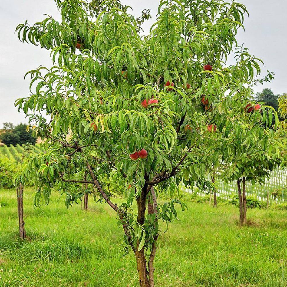 5 gal. August Prince Peach Tree PCHATP05G