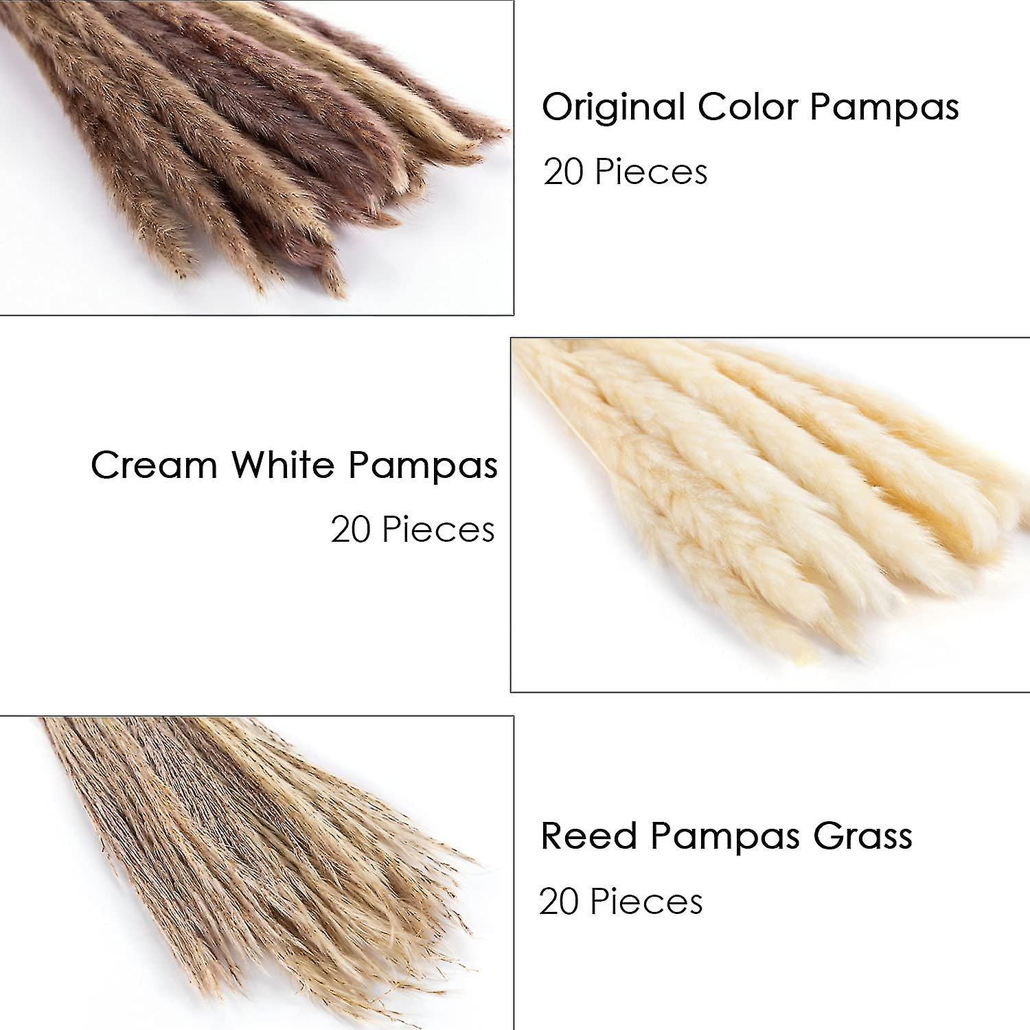 Dried Pampas Grass， 60 Pcs Natural Pampas Grass With 3 Colors