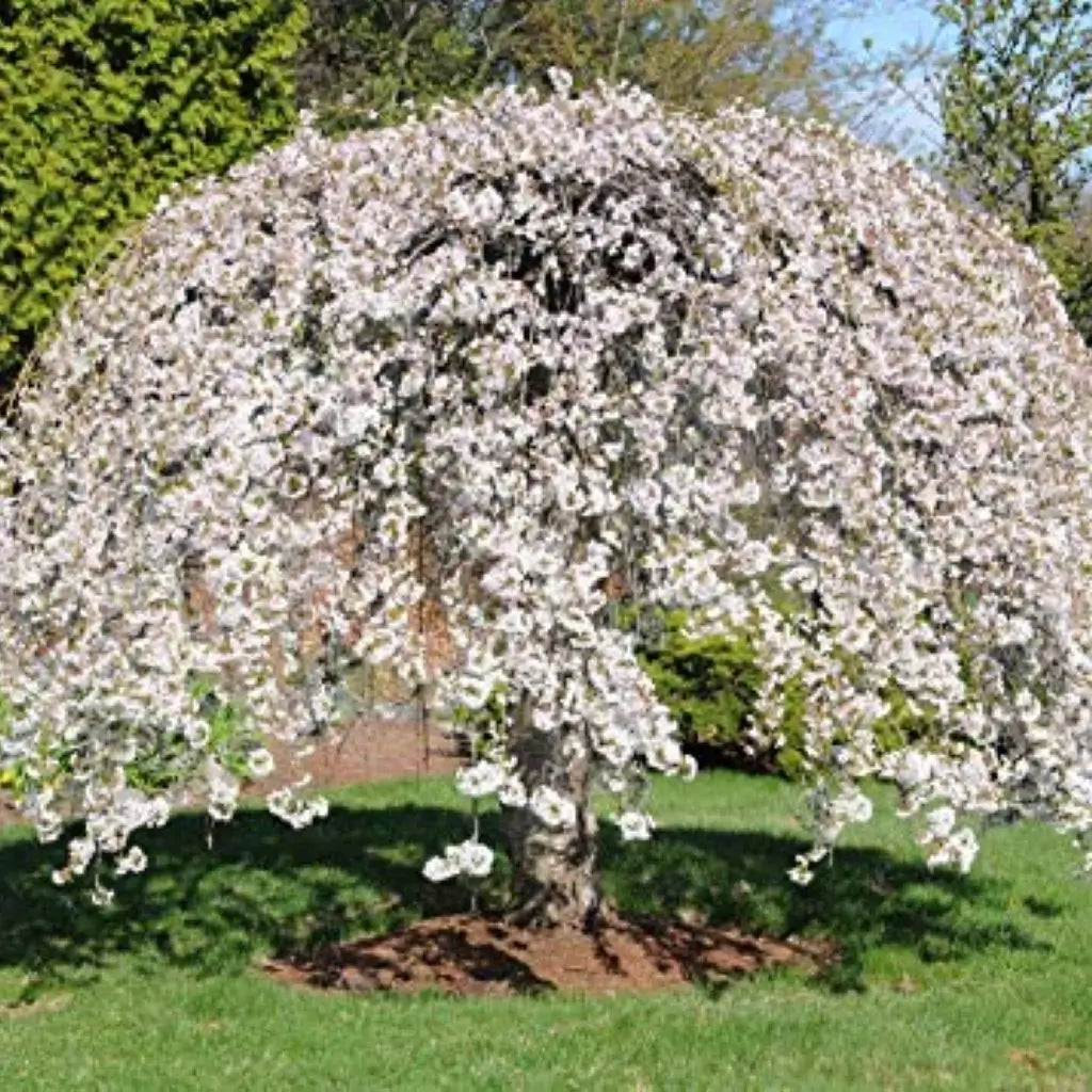 Weeping Yoshino Cherry Tree