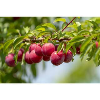 Online Orchards Dwarf Santa Rosa Plum Tree Bare Root FTPL003