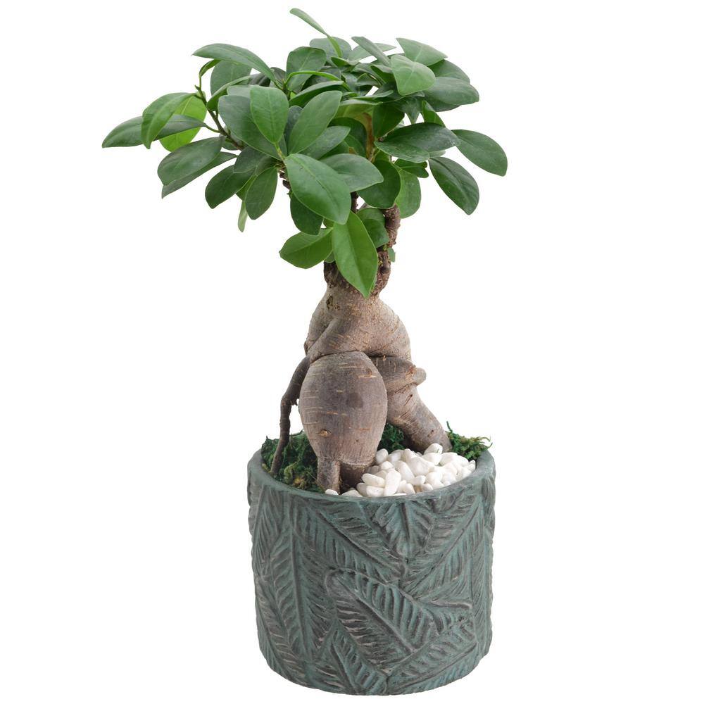 Arcadia Garden Products 4.5 in. Ginseng Ficus Bonsai Blue Round Tropico Leaf Ceramic Planter LV55