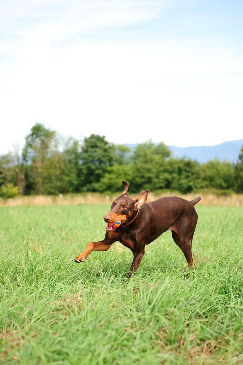 Chuckit! Ultra Rubber Ball Tough Dog Toy