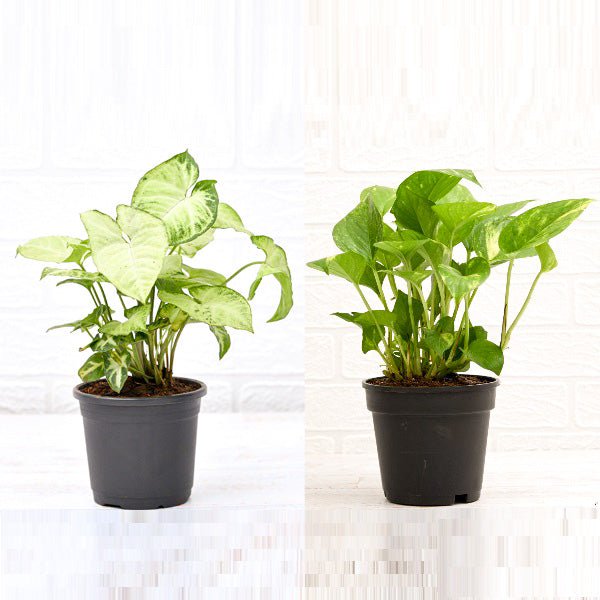 Air purifier plants packs