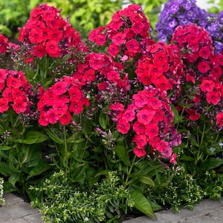 VAN ZYVERDEN Tall Phlox Red Riding Hood (Set of 5 Roots) 83860