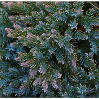 Online Orchards 1 Gal. Blue Star Juniper Shrub Turquoise and Silver Low Maintenance Dwarf Conifer Drought Tolerant CFJP003