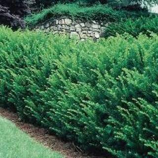 Online Orchards 1 Gal. Dark Green Dense Lush Evergreen Perfect Hedge or Accent Spreading Yew Shrub EGYW001