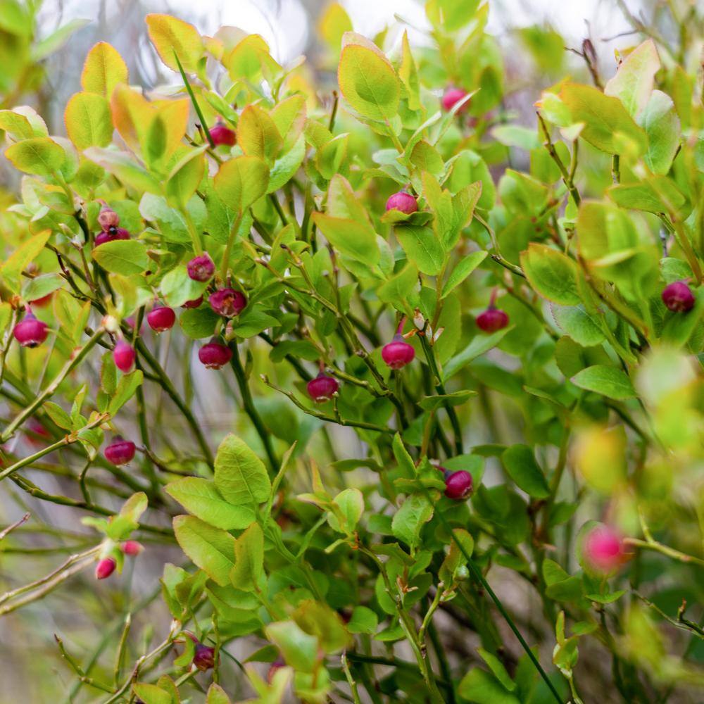 Perfect Plants Live Pink Lemonade Blueberry Fruit Plant 1 Gal. THD10019