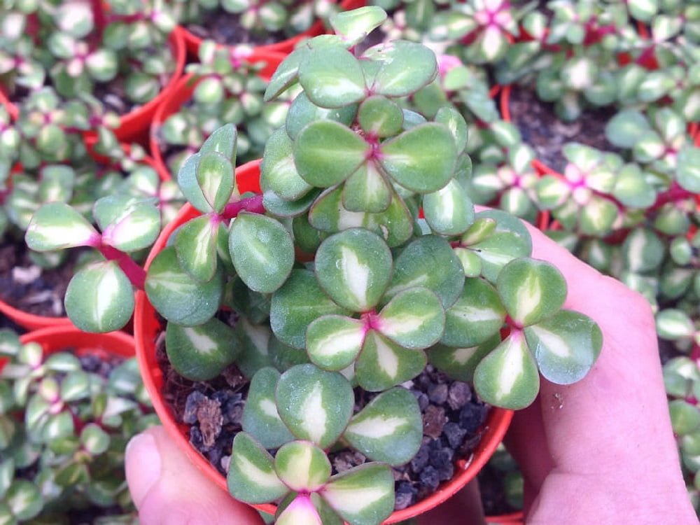 Rainbow Bush Jade Plant - Spekboom - Portulacaria mediopicta - 2.5