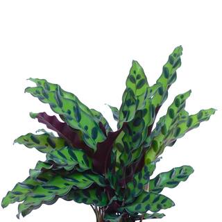 United Nursery Little Calathea Rattlesnake Plant in 6 inch Grower Pot 79016