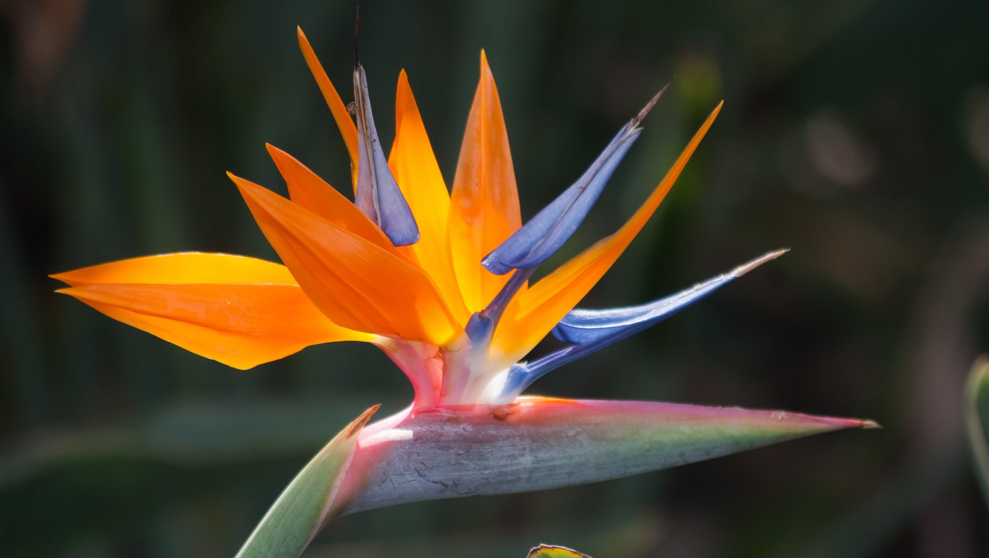 Live Orange Strelitzia Reginae Bird of Paradise Plant 6