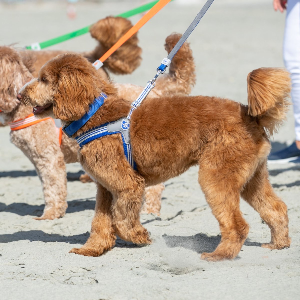 HUGO and HUDSON Easy V Dog Harness