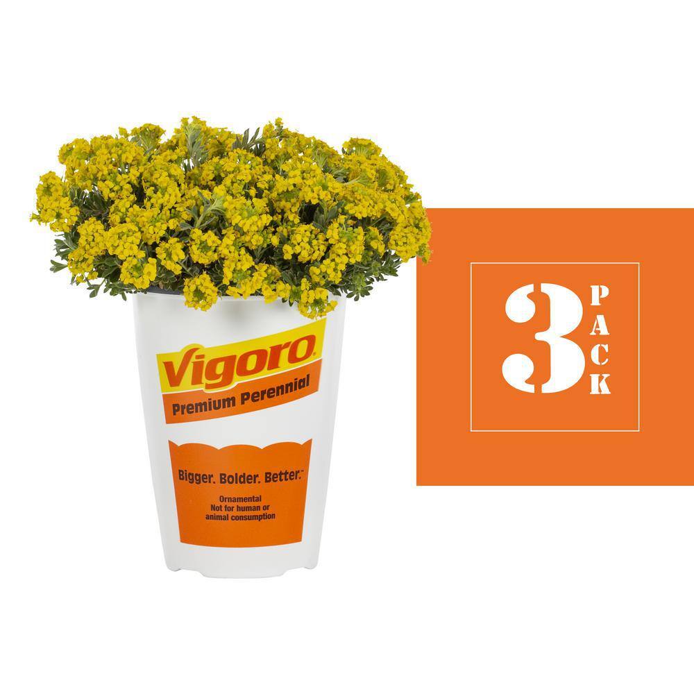 Vigoro 2 qt. Alyssum Sweet Alyssum Golden Spring Yellow Perennial Plant (3-Pack) 78536