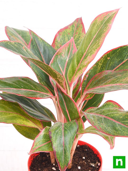 Aglaonema siam aurora, Aglaonema lipstick - Plant