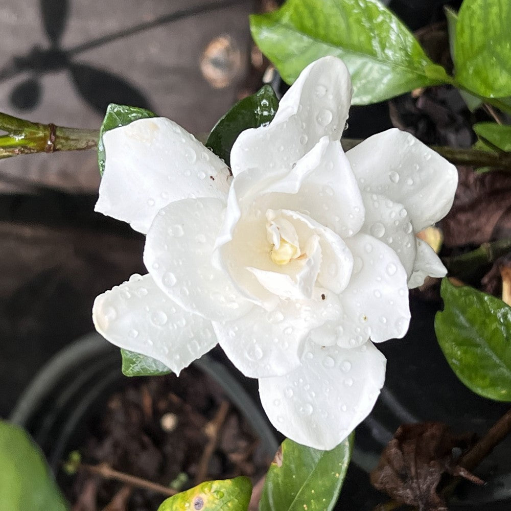 Chuck Hayes Gardenia-Cold Hardy Gardenia