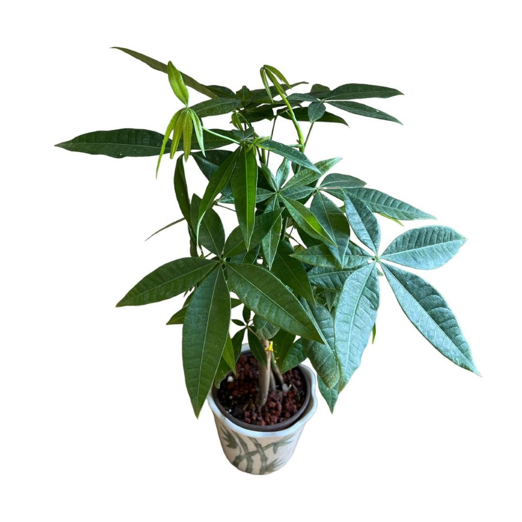 Live Plant: Bonsai Money Tree