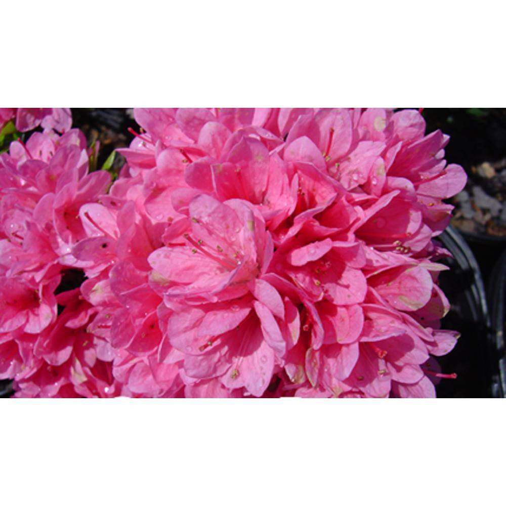 national PLANT NETWORK 2.25 Gal. Coral Bell Azalea Plant with Pink Blooms HD7626