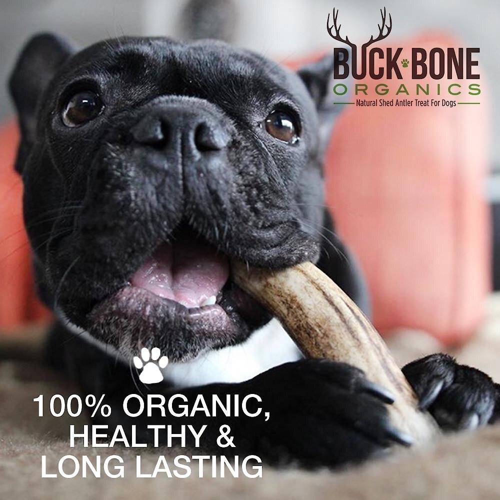 Buck Bone Organics Whole Deer Antlers Dog Chews