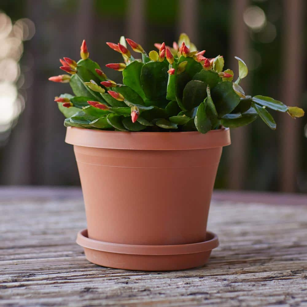 Bloem Terra 8 in. Resin Set of 2 Planters and 2 Saucers Bundle， Terra Cotta DCB-TERMIX2