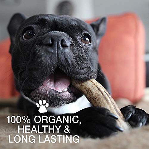 Buck Bone Organics Premium Whole Deer Antler Dog Chews， 6 count