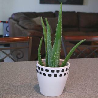 Costa Farms Aloe Vera Indoor Plant in 4 in. Grower Pot Avg. Shipping Height 10 in. Tall 90408