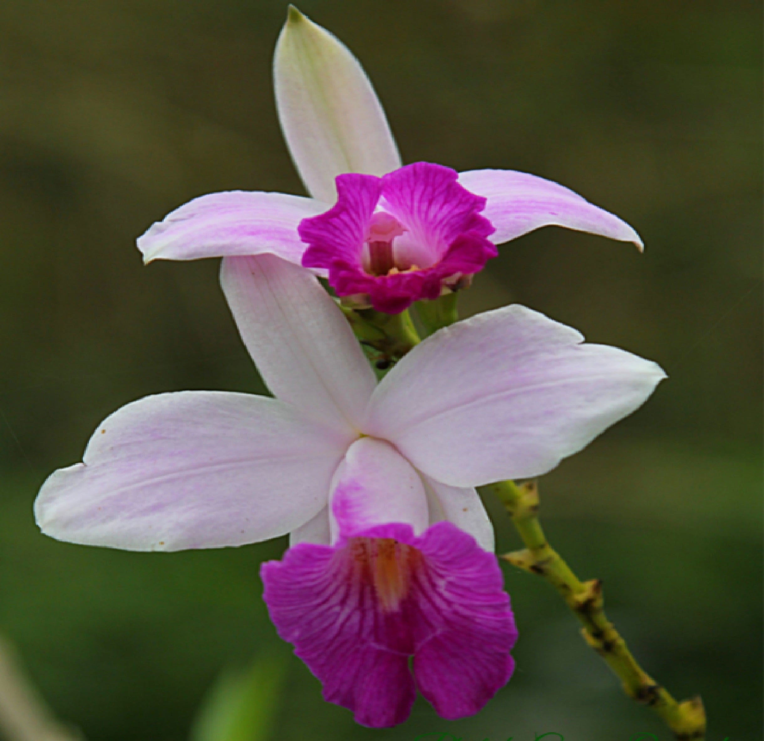 Live Pink Arundina Graminifolia Bamboo Orchid Plant Roots 5 Pk