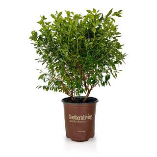 SOUTHERN LIVING 2 Gal. Hello Darlin Blueberry Deciduous Fruit Bearing Plant Which Produces Medium Sized Blueberries 92792