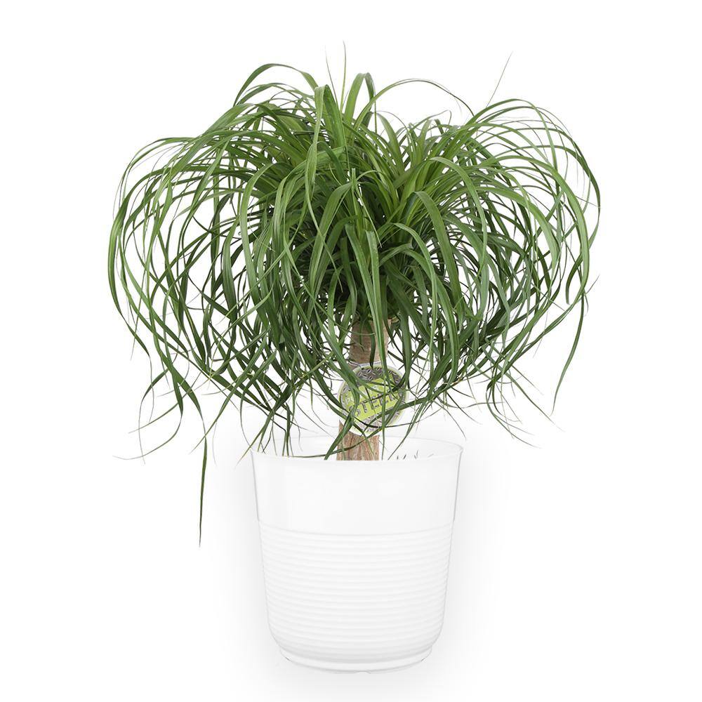 Costa Farms 10 in. Ponytail Palm Plant in White Planter L-PTP-S-WHT-01