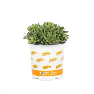 Vigoro 1 Pint Sedum Succulent Ground Cover Plant 68888