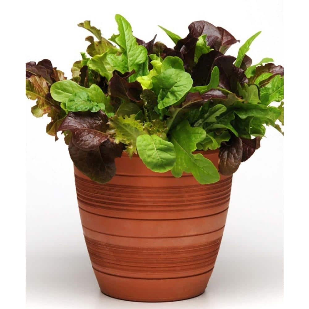 Bonnie Plants 19 oz. Gourmet Salad Lettuce Plant Kit-Red Light Green Dark Green Lettuce Leaves Smooth and Fluffed 0059