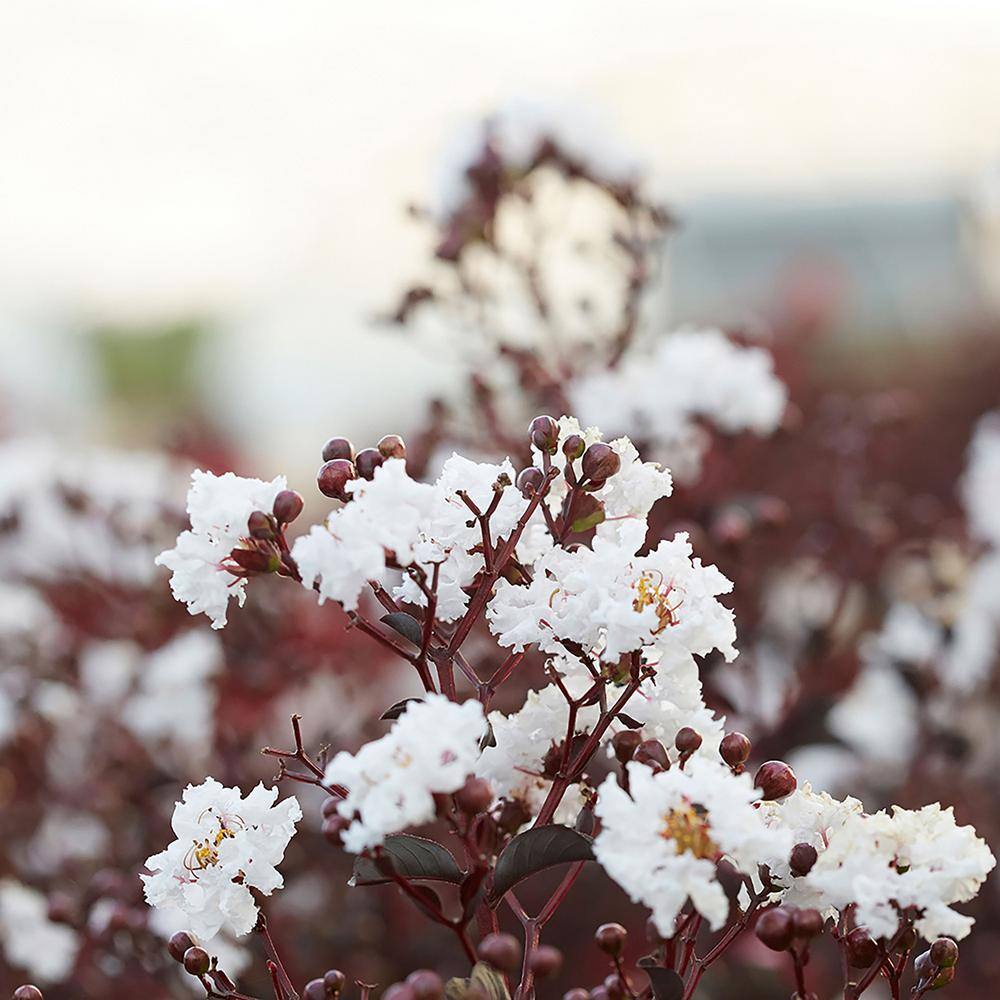 BLACK DIAMOND 2.25 Gal. Pure White Crape Myrtle Tree with Bright White Flowers 10880