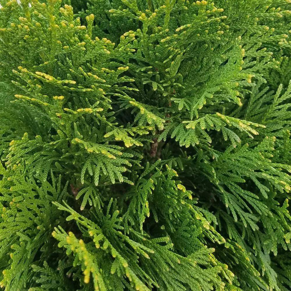 FLOWERWOOD 2.5 Gal - Emerald Green Arborvitae(Thuja) Live Evergreen ShrubTree Green Foliage 55203FL