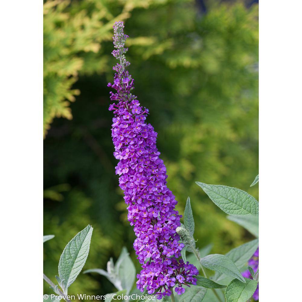 PROVEN WINNERS 1 Gal. Miss Violet Butterfly Bush (Buddleia) Live Shrub Purple Flowers BUDPRC1196101