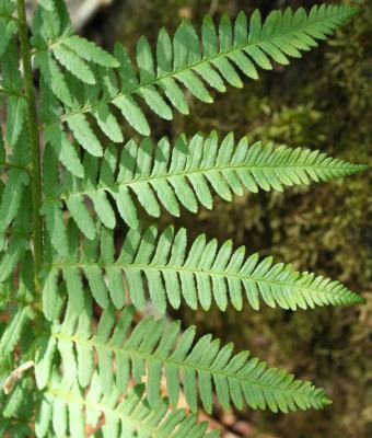 Classy Groundcovers - Southern Shield Fern Florida Shield Fern， Southern Wood Fern {25 Pots - 3 1/2 inch Square}