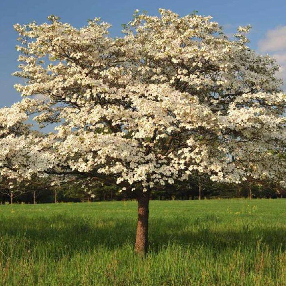 7 Gal. Cloud 9 Dogwood Flowering Deciduous Tree with White Flowers DOGCLO07G