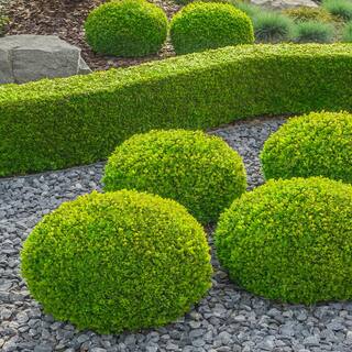 Perfect Plants Wintergreen Boxwood Shrub in 7 Gal. Grower's Pot THD00510