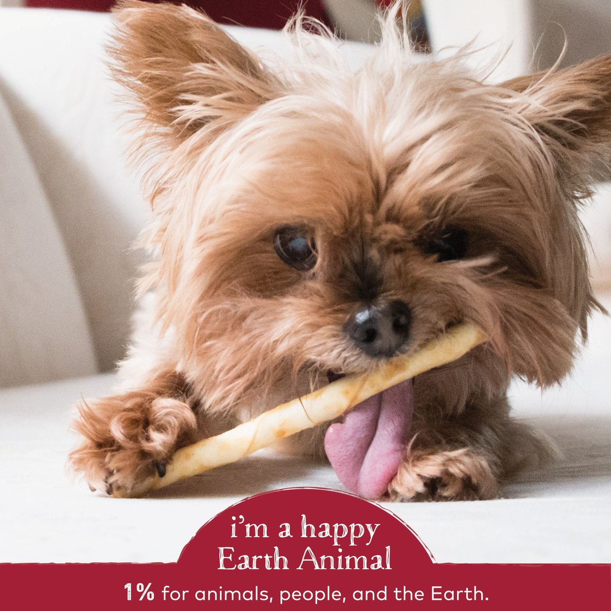 Earth Animal No-Hide Long Lasting Natural Rawhide Alternative Beef Recipe Stix Chew Dog and Cat Treat Sticks， 10 count