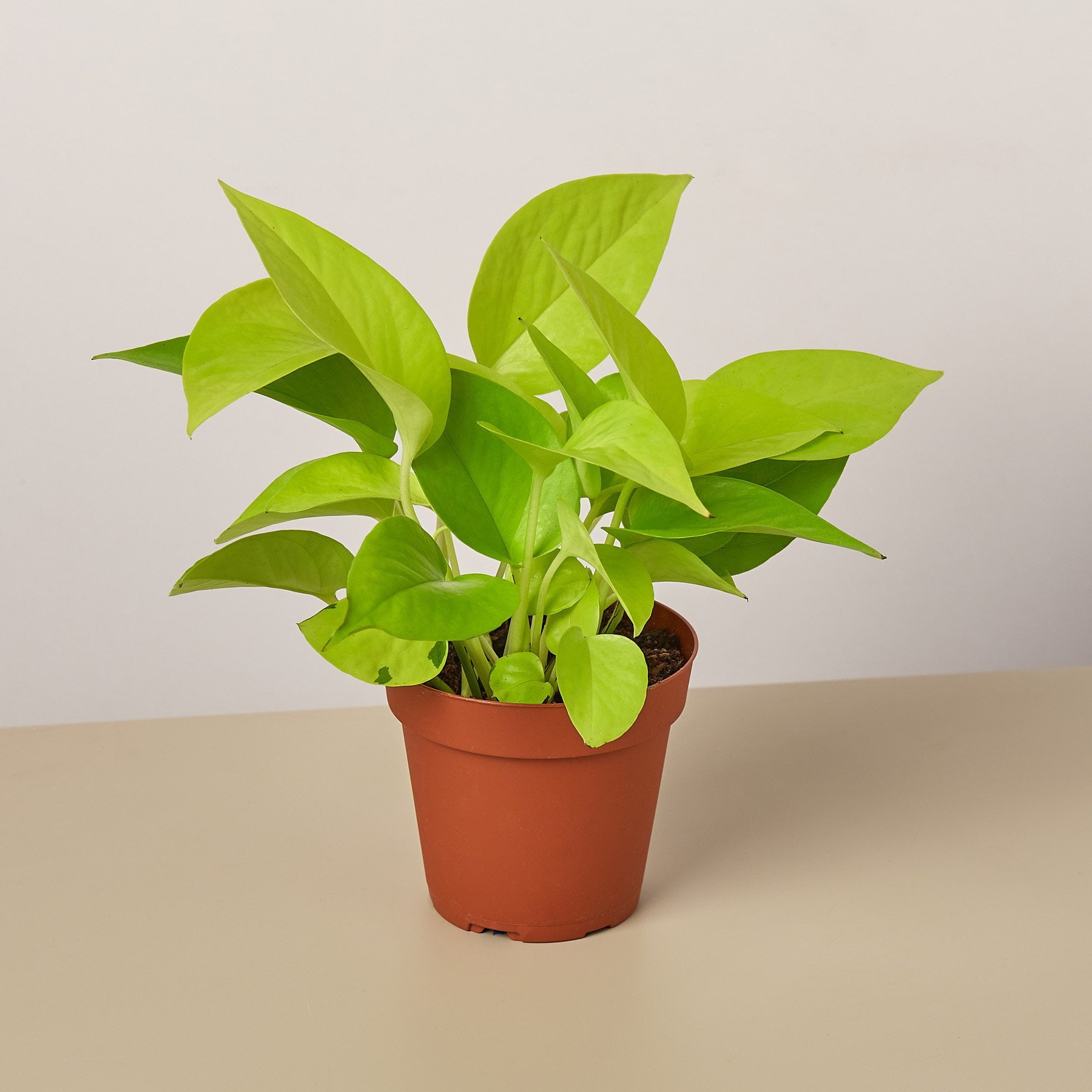 Pothos 'Neon' - 4