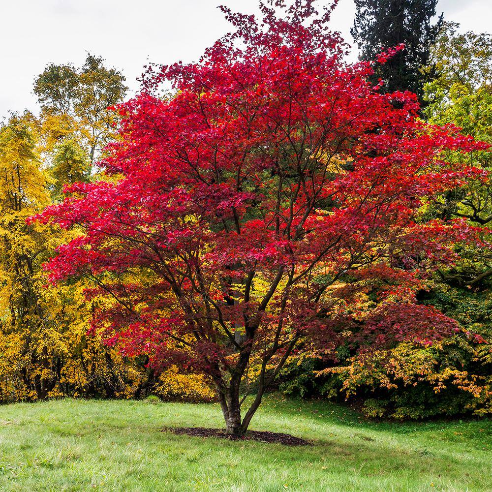 Perfect Plants Bloodgood Japanese Maple Tree in 1 Gal. Grower's Pot Vibrant Red Foliage THD00554