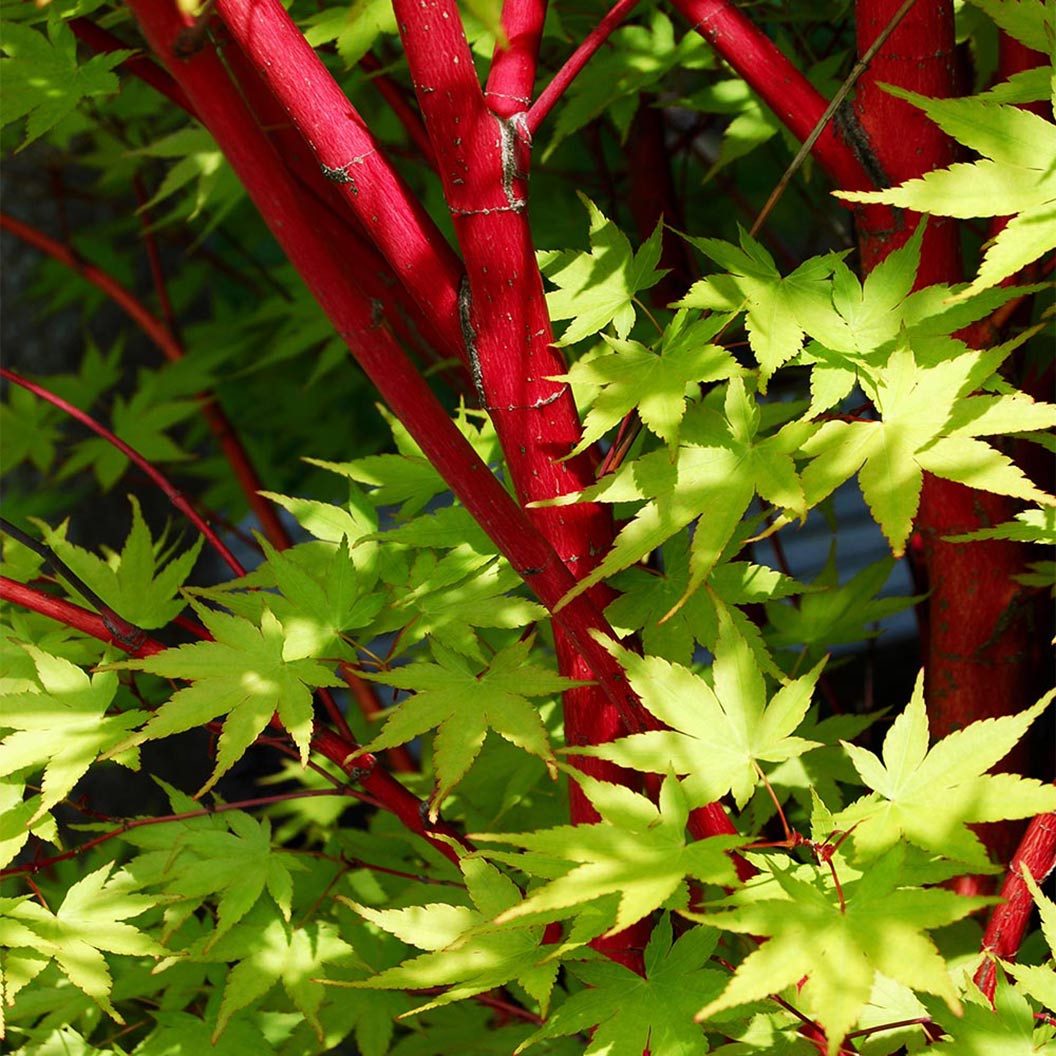 Coral Bark Japanese Maple Tree