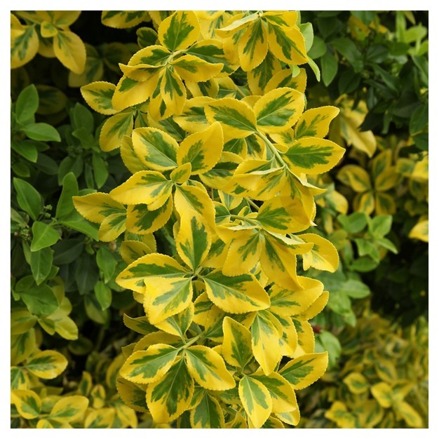 Euonymus x27 golden x27 1pc In 2 5 Quart Container National Plant Network U s d a Hardiness Zones 6 9