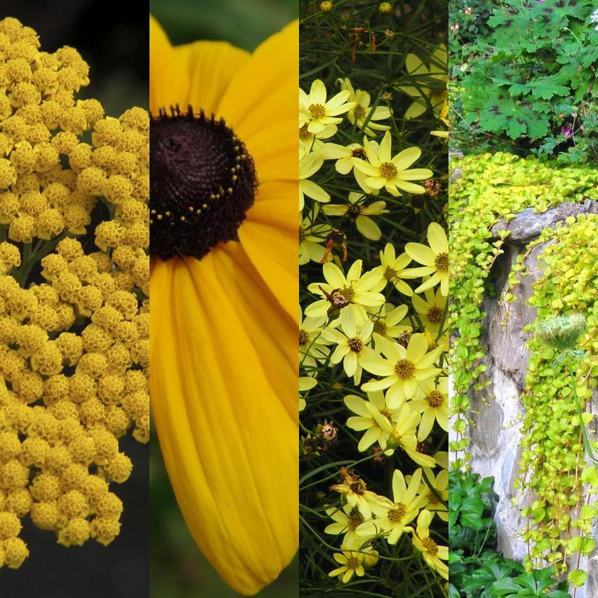 Classy Groundcovers - A collection of Yellow Blooming Plants for Sun that Deer Avoid: 25 Achillea 'Coronation Gold'， 25 Rudbeckia 'Goldsturm'， 25 Coreopsis 'Moonbeam'， 25 Lysimachia 'Aurea'