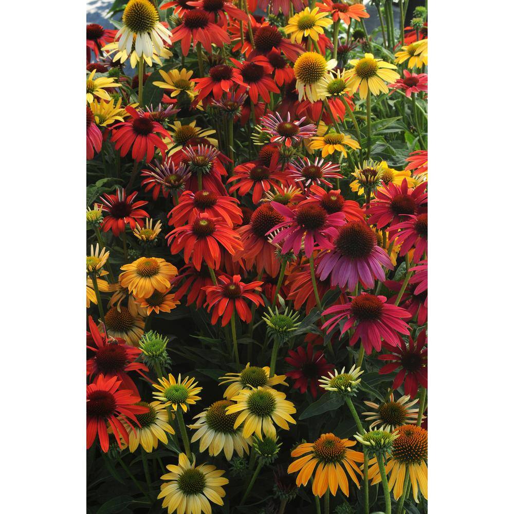 BELL NURSERY 3 Gal. Cheyenne Spirit Echinacea Live Perennial Plant (1-Pack) CNFLW3CHE1PK