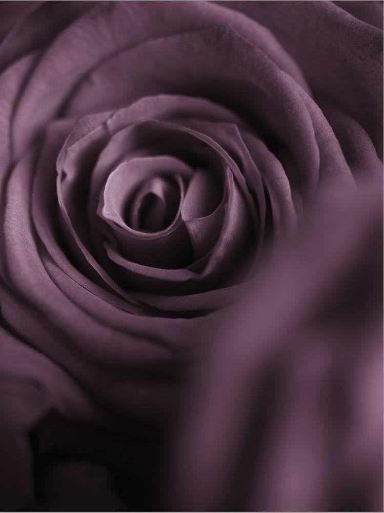 Deep Purple Rose， Botanical Stretched Canvas Wall Art by Clive Nichols Sold by ArtCom