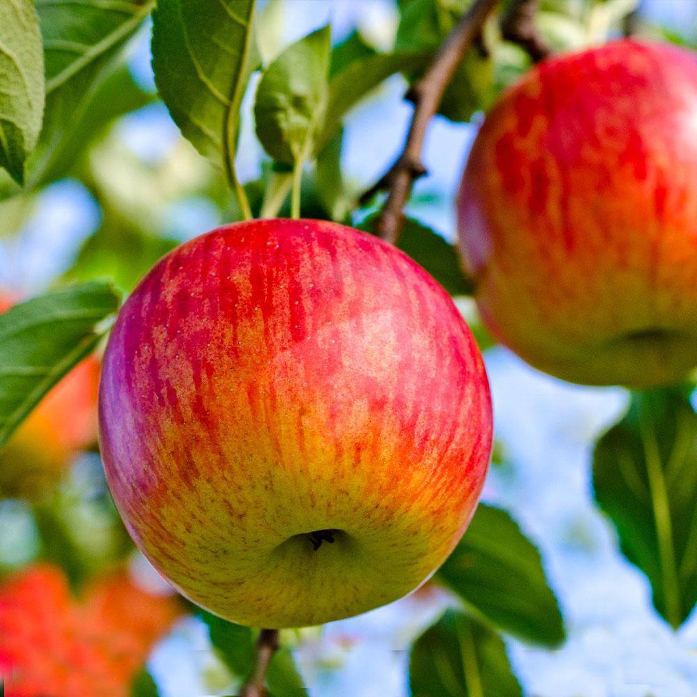 Brighter Blooms 5 Gal. Fuji Apple Tree APP-FUJ-56-5